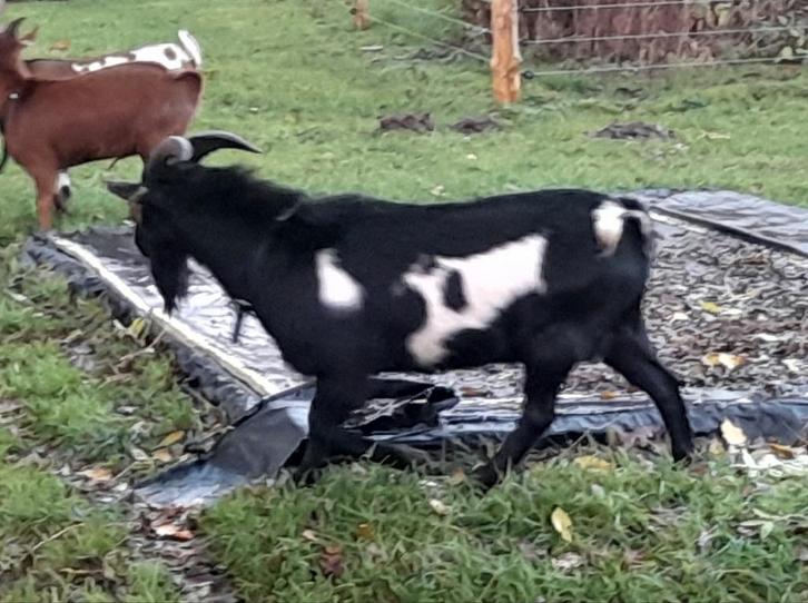 Dekbokken, Dieren en Toebehoren, Schapen, Geiten en Varkens, Geit, Mannelijk, 0 tot 2 jaar