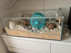 Hamster terrarium + toebehoren, Dieren en Toebehoren, Knaagdieren en Konijnen | Hokken en Kooien, Kooi, Zo goed als nieuw, Hamster