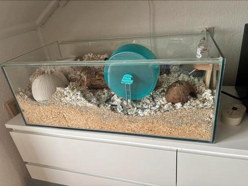 Hamster terrarium + toebehoren, Dieren en Toebehoren, Knaagdieren en Konijnen | Hokken en Kooien, Zo goed als nieuw, Kooi, Minder dan 60 cm