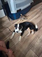 Australian Shepherd / Welsh Corgi Cardigan kruising, 15 weken tot 1 jaar, Reu, CDV (hondenziekte), Eén hond