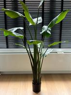 Groene strelizia plant (Silk-ka), Ophalen, Nieuw, Binnen