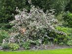3x Bruidsbloem (Deutzia scabra), Ophalen, Volle zon, Overige soorten, Minder dan 100 cm