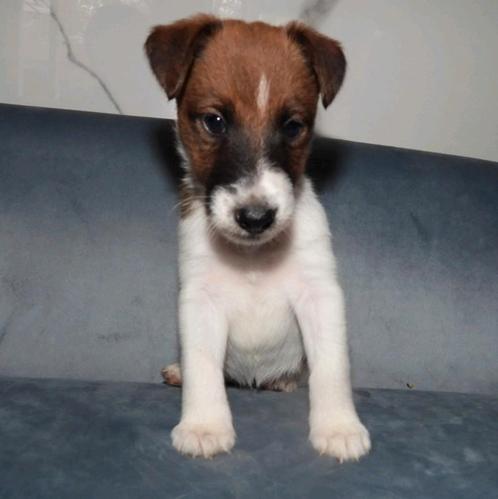 Gladharige Engelse foxterriërs pups puppy's puppies, Dieren en Toebehoren, Honden | Jack Russells en Terriërs, Meerdere dieren