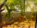 Baby guppen, Dieren en Toebehoren, Vissen | Aquariumvissen, Vis