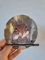 Eekhoorn eet een pinda wandbord, porselein D16cm, Antiek en Kunst, Ophalen of Verzenden