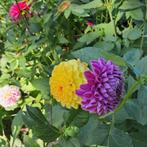 Verschillende dahliaknollen te koop, Tuin en Terras, Bloembollen en Zaden, Ophalen of Verzenden, Volle zon, Knol