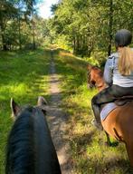 Verzorgpony/paard gezocht, verzorger aangeboden, Ophalen, Nieuw