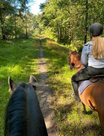 Verzorgpony/paard gezocht, verzorger aangeboden beschikbaar voor biedingen