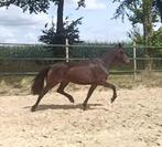 3.5 jarige New Forest merrie, deze week ophalen €4000!, Dieren en Toebehoren, Merrie, Dressuurpony, 3 tot 6 jaar, Onbeleerd