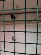 T.k. zeer mooie zwarte zangmerel 2023 top fluiter, Mannelijk, Zangkanarie