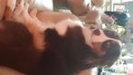 Wie geeft onze Mila  australian shephard een gouden mandje, Dieren en Toebehoren, 1 tot 2 jaar, Teef, Groot, Eén hond