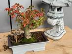 Bonsai acer shishi gashiri, Vaste plant, Bloeit niet, Halfschaduw, Ophalen