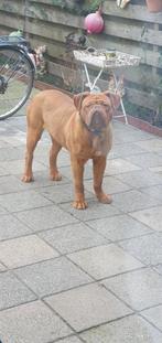 Bordeauxdog, Dieren en Toebehoren, Rabiës (hondsdolheid), Overige rassen, Teef, Eén hond