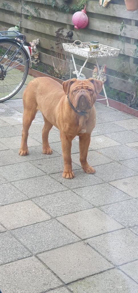 Bordeauxdog, Dieren en Toebehoren, Honden | Bulldogs, Pinschers en Molossers, Teef, Overige rassen, Particulier, Eén hond, Nederland