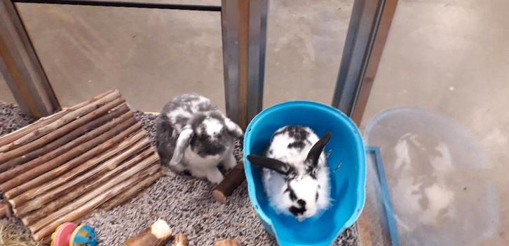 Koppel jonge hangoorkonijnen met paspoort, Dieren en Toebehoren, Konijnen, Dwerg, Meerdere dieren, 0 tot 2 jaar, Hangoor