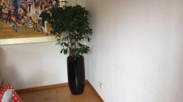 Zwarte design hooglans plantenpot / vaas beschikbaar voor biedingen