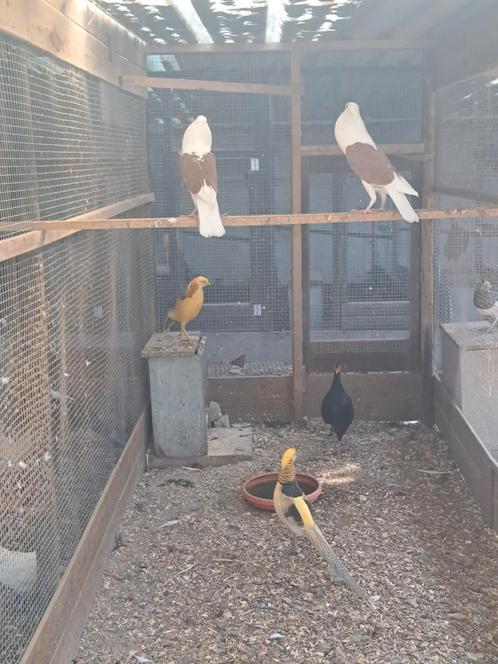 Prachtige FAZANTEN, PAUWEN, PATRIJS, DUIVEN, zie advertentie, Dieren en Toebehoren, Vogels | Overige Vogels, Meerdere dieren, Geringd