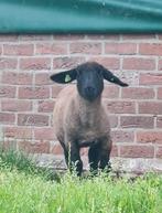 Gezocht suffolk schapen!!!, Dieren en Toebehoren, Schapen, Geiten en Varkens, Vrouwelijk, Schaap