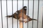 jap meeuwen, Dieren en Toebehoren, Vogels | Overige Vogels, Meerdere dieren, Tropenvogel, Geringd