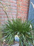 Allium plant, Ophalen of Verzenden, Zomer