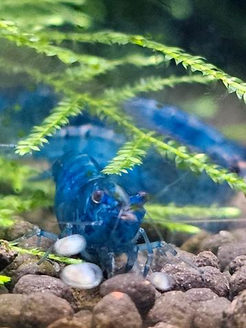 Bleu Dreams garnalen  beschikbaar voor biedingen