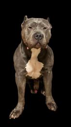 American bully dekreu bgk's, Dieren en Toebehoren, Honden | Dekreuen, Particulier, Rabiës (hondsdolheid), 3 tot 5 jaar, Reu