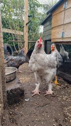 Marans kuikens 3 maanden te koop, Meerdere dieren, Kip