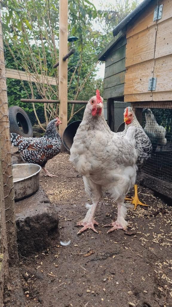 Marans kuikens 3 maanden te koop, Dieren en Toebehoren, Pluimvee, Kip, Meerdere dieren