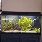 Aquarium (100L) met vissen, Ophalen, Zo goed als nieuw, Gevuld zoetwateraquarium