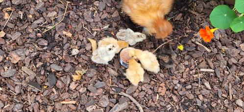 Zijdehoen kriel kuikens kuikentjes zijdehoender, Dieren en Toebehoren, Pluimvee, Kip, Geslacht onbekend