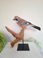 Opgezette Gaai op Houten Sokkel, Ophalen of Verzenden