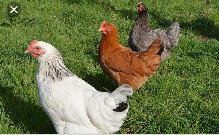 Sussex kippen in verschillende kleuren, Dieren en Toebehoren, Pluimvee, Kip, Vrouwelijk