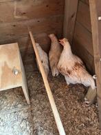 Kippen, Meerdere dieren, Kip