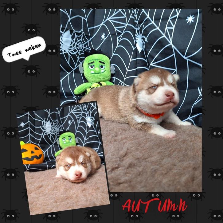 Geboren F3b puppies. (+/- 75%husky 25%pomarian), Dieren en Toebehoren, Honden | Niet-rashonden, Middel, Meerdere dieren, Particulier