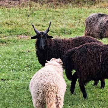 Toekomstige racka dekrammen beschikbaar voor biedingen