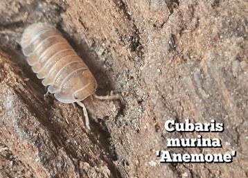 Cubaris murina 'Anemone' beschikbaar voor biedingen