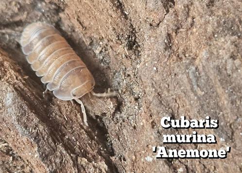 Cubaris murina 'Anemone', Dieren en Toebehoren, Insecten en Spinnen, Overige soorten