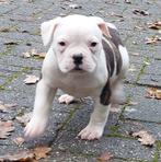 Supermooie Amerikaanse bulldog pups met stamboom, Nederland, CDV (hondenziekte), 8 tot 15 weken, Bulldog
