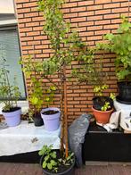 Perenboom 3 jaar oud 2 meter hoog, Lente, Volle zon, Ophalen of Verzenden, 100 tot 250 cm