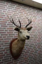 Schitterend groot opgezet edelhert met mooi gewei, Ophalen, Zo goed als nieuw, Hert, Opgezet dier