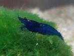 Mooie Blauwe Garnalen ( high grade ), Dieren en Toebehoren, Vissen | Aquariumvissen, Kreeft, Krab of Garnaal, Zoetwatervis, Schoolvis