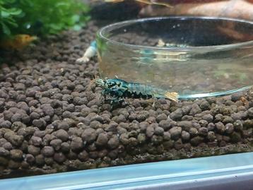 Mix groep uit Blue metallic Boa beschikbaar voor biedingen
