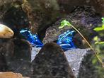 GEZOCHT Dendrobates Tinctorius "Vila Nova", Dieren en Toebehoren, Reptielen en Amfibieën