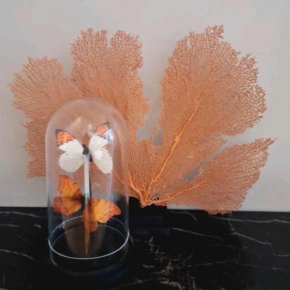 Bijzondere zalm kleurige zeegras ornament op voet, Huis en Inrichting, Woonaccessoires | Droogbloemen, Nieuw, Ophalen of Verzenden