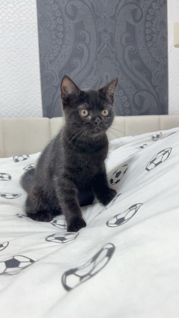 Britsekorthaar, Dieren en Toebehoren, Katten en Kittens | Raskatten | Korthaar, Kater