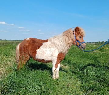 Lieve  Shetlander vosbonte hengst dekhengst beschikbaar voor biedingen