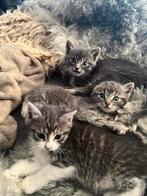 Prachtige grijze kittens te koop!, Dieren en Toebehoren, Katten en Kittens | Overige Katten, Meerdere dieren, Kortharig, 0 tot 2 jaar