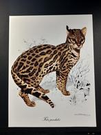 Ocelot - getekend Carl Brenders Wildlife Art, 1960 tot 1980, Verzenden, Zo goed als nieuw, Dier