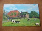 MOOI FRIESLAND  >  KOP HALS ROMPBOERDERIJ MET KOEIEN, Verzenden, 1960 tot 1980, Gelopen, Friesland