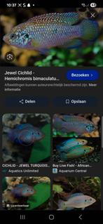 Gezocht  juweel cichliden., Dieren en Toebehoren, Vissen | Aquariumvissen, Vis